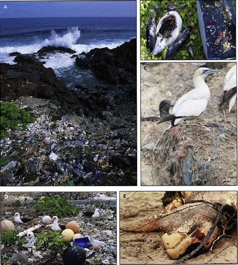 The Impact Of Debris On Marine Life Semantic Scholar