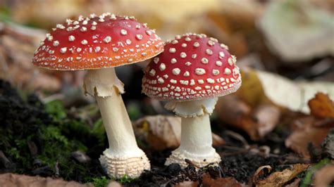 The Most Common Types Of Poisonous Mushrooms Mushroom
