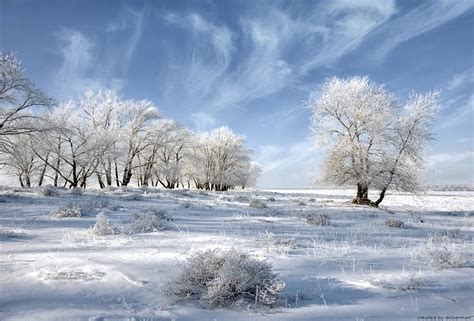 Hi Def Pics Gorgeous Winter Trees 10 Pics