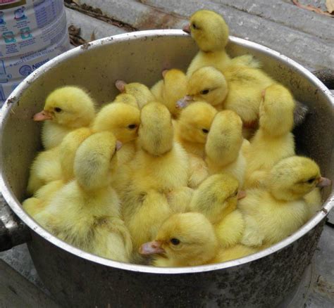 For Sale Muscovy Ducklings Ducks Drakes Coloured