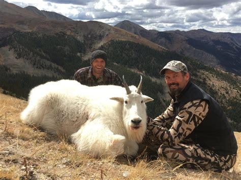 Mountain Goat Behavior And Hunting Strategy Pursuit With Cliff