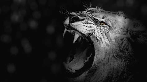 Lion face wallpapers on zenwallpapers. Wallpaper lion, grin, bw, canines, predator, king of ...