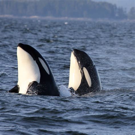 Southern Resident Killer Whales Facts Info And More Wwfca