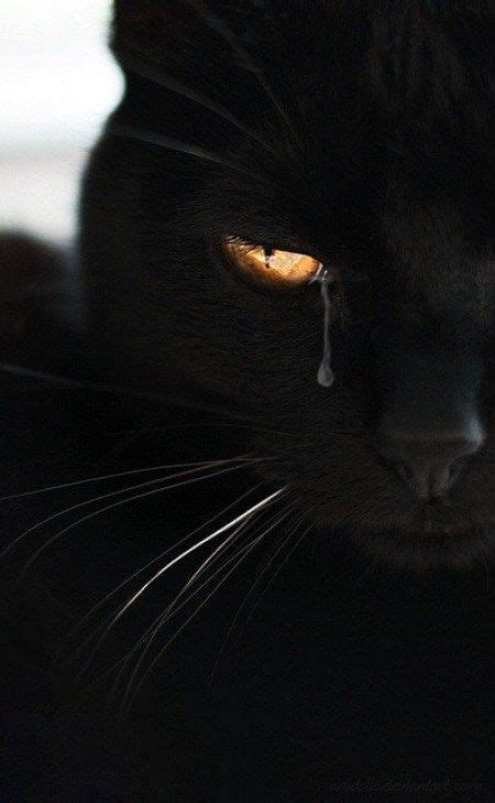 Fondos De Pantalla De Gatos Llorando