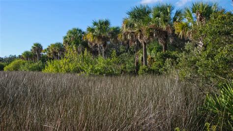 Charlotte Harbor Preserve State Park Florida Hikes