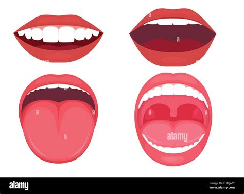 Vector Illustration Of A Anatomy Human Open Mouth Medical Diagram