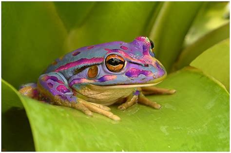 Bildergebnis Für Purple Frog Frog Cute Frogs Amphibians