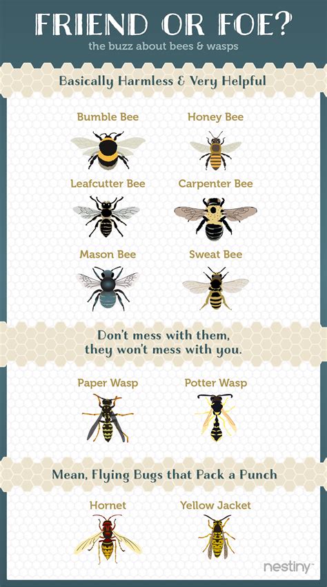 Infographic Friend Or Foe Whats The Buzz About Bees Bee Facts