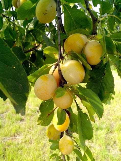Free Picture Yellow Plums Tree