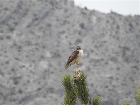 Birds Mojave National Preserve Us National Park Service