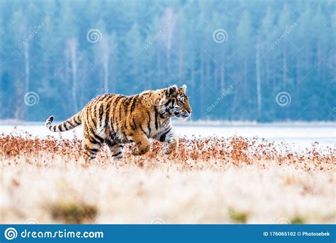 Siberian Tiger Running Beautiful Dynamic And Powerful Photo Of This