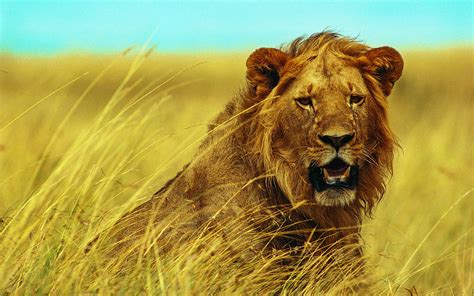 Lion The King Of Jungle 2017 Hd Wallpapers