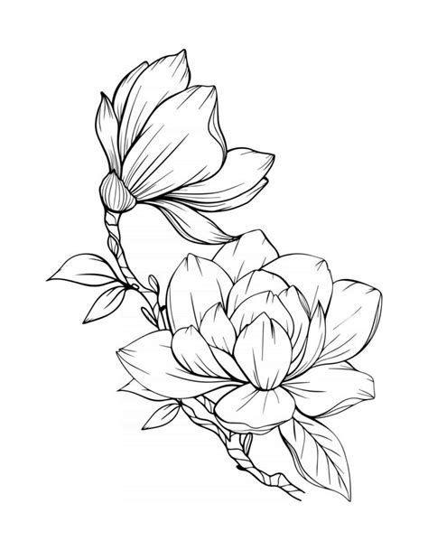 Magnolia Flower Outline Magnolia Line Art Line Drawing 3325111 Vector