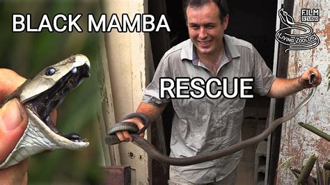 Deadly Venomous Black Mamba In The House Snake Rescue In South Africa
