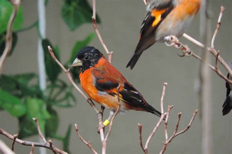 Red Siskin Initiative Soars to New Heights - Conservation Nation