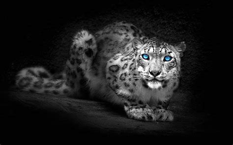 Snow Leopard Abstract Leopard Eyes 2 Colour Animals Hd Wallpaper