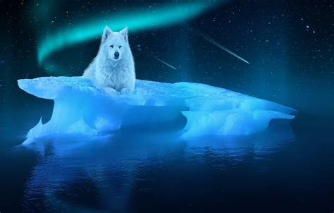 Ice Spirit Wolf Wallpapers Top Free Ice Spirit Wolf Backgrounds
