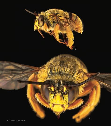 Native Bees Of Australia A Photographic Exploration By James Dorey