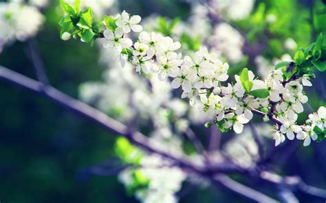 White Petal Flower HD Wallpaper Wallpaper Flare