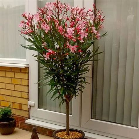 Pink Oleander Patio Half Standard 60 70cm Yougarden