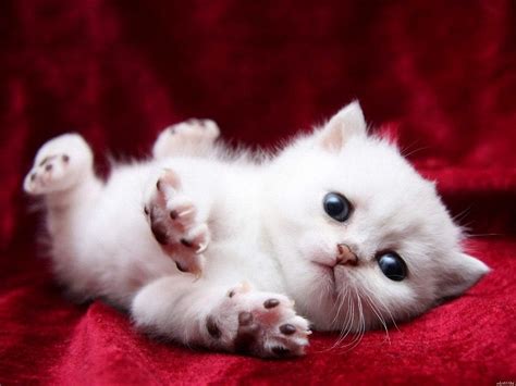 Cute Small White Kitten Baby Cat Kittens