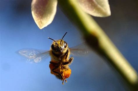 Tarian Hewan 4 Ternyata Lebah Madu Bisa Ngobrol Intisari