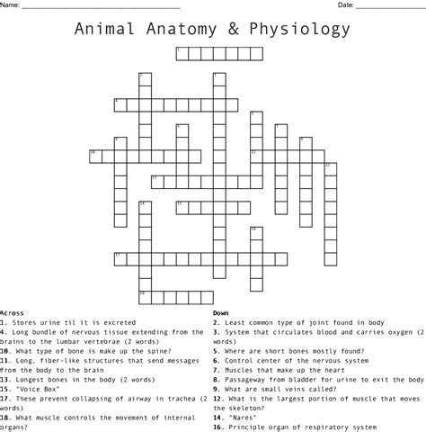 We have 1 possible answer for the clue bones, in anatomy which appears 2 times in our database. Animal Anatomy & Physiology Crossword - WordMint