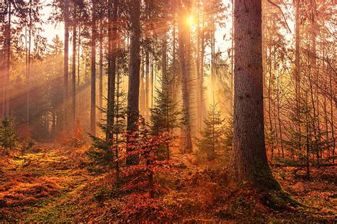 Hd Wallpaper Sunbeam Autumn Forest Hd 4k 5k Nature Tree Land