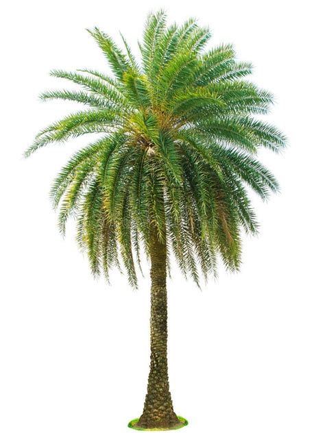 Palm Tree Isolated On White Background Stock Photo Image Of Botanic