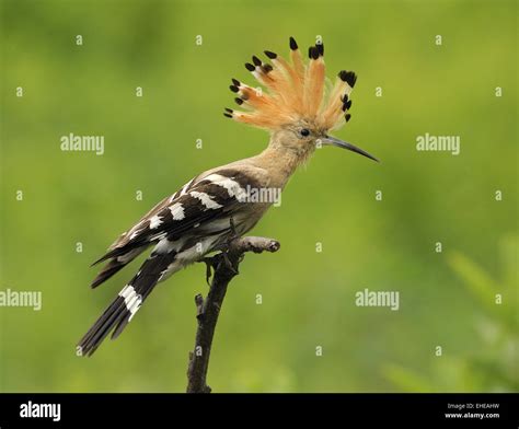 Hoopoe Wildlife Hi Res Stock Photography And Images Alamy