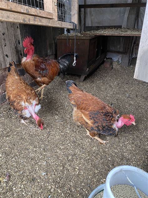 Transylvanian Naked Neck Large Fowl Chickens Hatching Eggs X 12 EBay