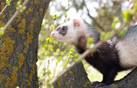 Premium Photo A Ferret Sits On The Tree Summer