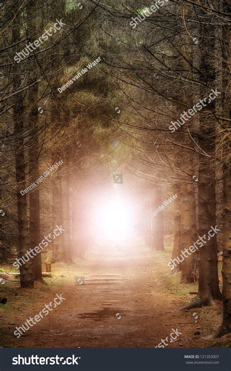 A Mysterious Burst Of Light In A Dark Forest At The End Of