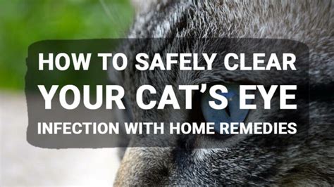 how to safely clear your cat s eye infection with home remedies meowkai