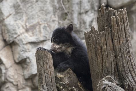 Meet The First Andean Bear Cub Born In Nyc Zooborns