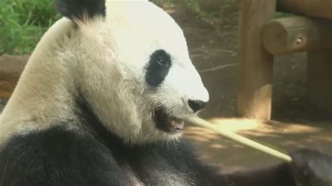Giant Panda Gives Birth In Tokyo Zoo Youtube