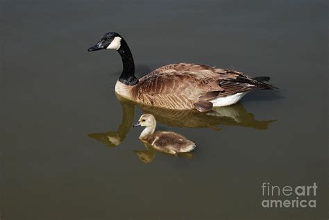 Canada Goose And Gosling Photograph By Merrimon Crawford Fine Art America