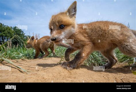 Foxes Florida Hi Res Stock Photography And Images Alamy