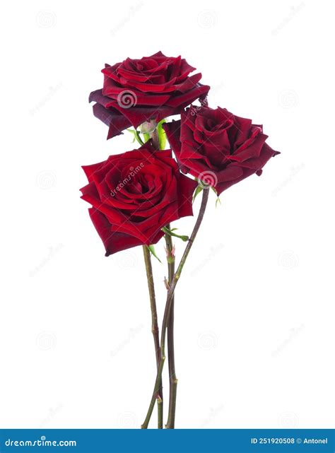 Three Dark Red Roses Isolated On White Background Selective Focus