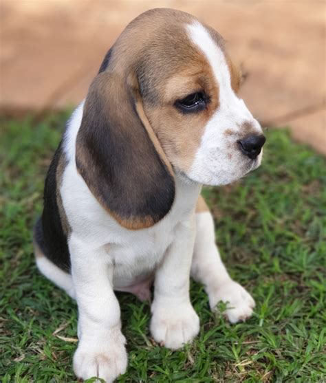Beagle Puppy For Sale Western Cape Beagle Puppy