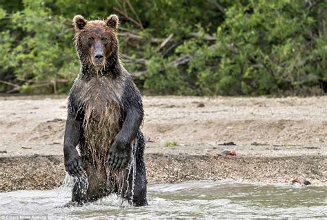 Sexy Bear Caught Throwing Model Like Poses In A Lake In Russia
