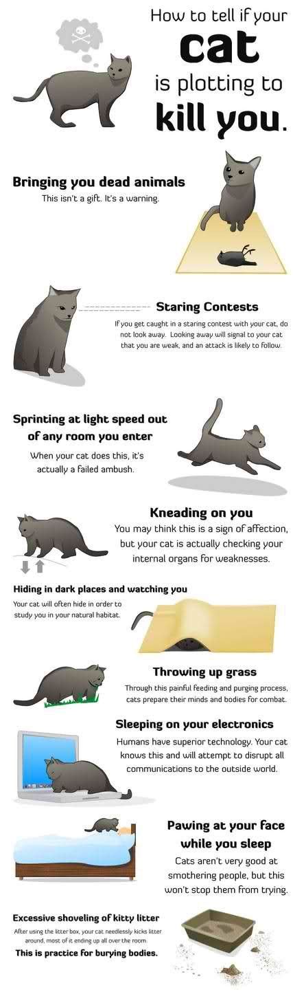 How To Tell If Your Cat Is Trying To Kill You Funny Laugh Crazy Cats