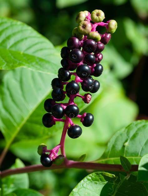 Exploring The Therapeutic Potential Of Homeopathic Phytolacca