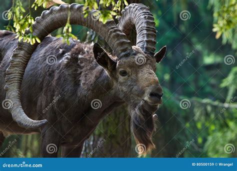 Siberian Ibex Capra Sibirica Stock Image Image Of Horns Hoofed