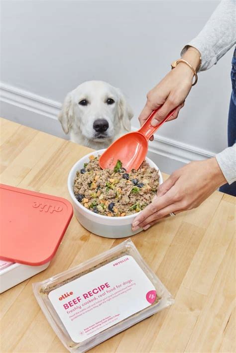 Superfoods for dogs include chia seeds, blueberries, pumpkin, kale, and quinoa. Ollie Dog Food Review 2020 Hands-On - Woof Whiskers