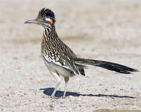 Greater Roadrunner Audubon Field Guide