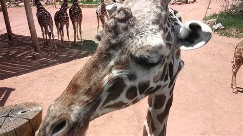 Feeding Giraffes At The Zoo Youtube