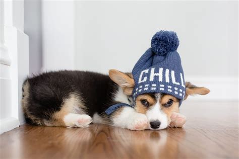 26 Of The Cutest Corgi Pictures Readers Digest