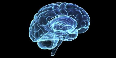 Responsáveis Pelo Descobrimento Do “gps Cerebral” Ganham Nobel Da Medicina Mega Curioso
