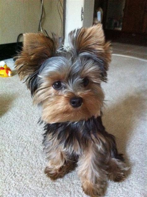 Pebblesthedog Did You Miss My Beautiful Face Yorkie Puppy